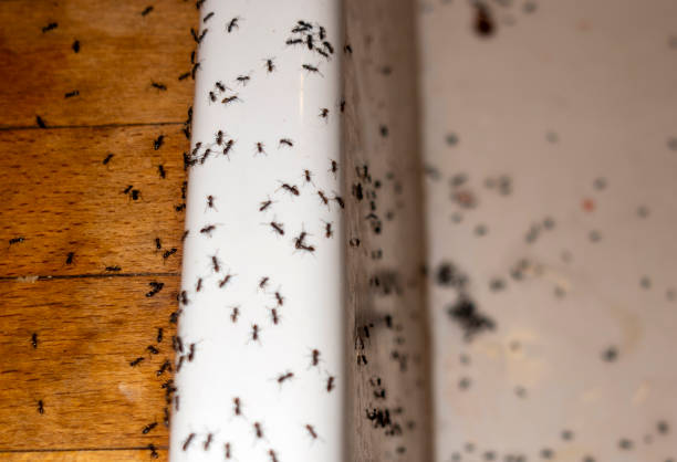 Best Mosquito Control Services  in Hartford, CT